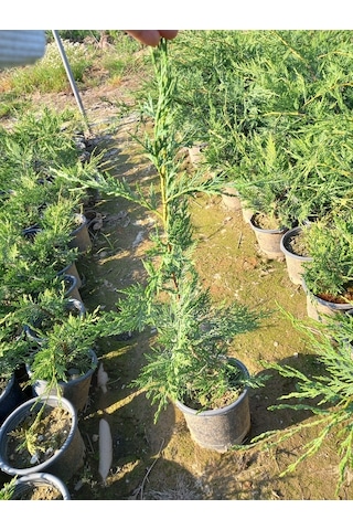 10 Adet Leylandi, Saksılı 70 cm Üzeri (Çit Çamı)