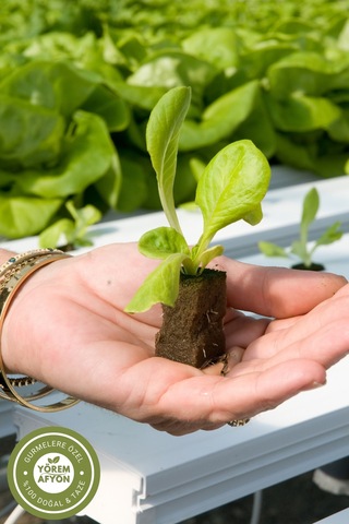 Sakarya Yöresinden Sıcağa Dayanıklı İri Yapraklı Gdo'suz Marul Tohumu Lactuca Sativa 20gr.