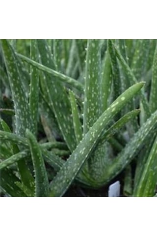 Lokman Aktar Aloe Vera Jel 500 ML