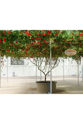 İtalyan Domates Ağacı Tohumu 10 Tohum Domates Tohumu +