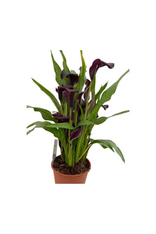 Gala Gelin Çiçeği Bordo 15-25 Cm