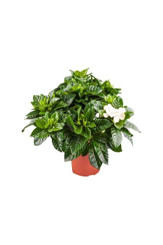 Videolu 1 Adet Çiçekli Mis Kokulu Gardenya Çiçeği 20-30 Cm Saksılı Iç Mekan Bitkileri Gardenia