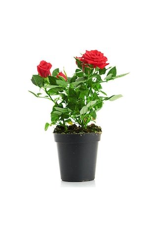 Avantajlı Kırmızı Gül 2 Adet Saksılı 40-60cm Aşılı Gül Bahçe Bitkisi Red Roses