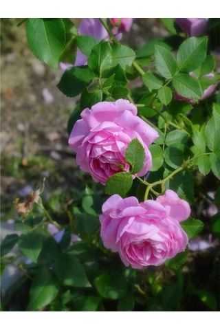 Videolu Pembe Yediveren Kokulu 40 70 Cm 2 Adet Saksılı Aşılı Gül Gül Pink Rose