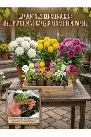 Bahçeniz İçin Kasımpatı Fidesi Karışık 100 Lü Paket - Dayanıklı & Gösterişli