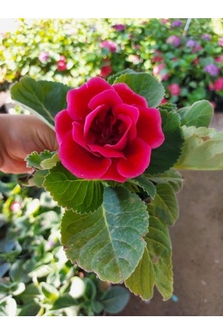 Saksılı Gloksinya Bardak Menekşe ( Pembe Renk ) Gloxsinia