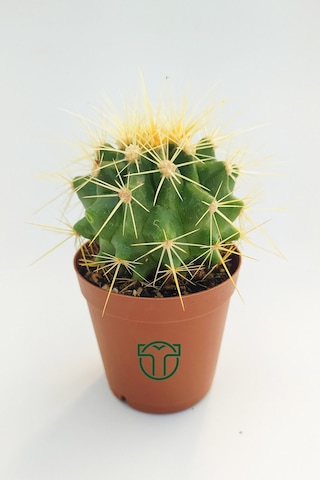 Echinocactus Grusonii Altın Fıçı Kaktüsü 45 Adet 1 Viyol