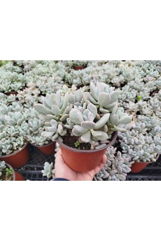 Pachyphytum Oviferum - Büyük Boy Yetişkin Sukulent