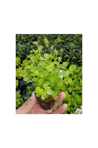 Nummularia Green Saksı Canlı Bitki Çok Renkli
