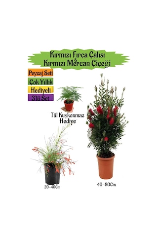 Kırmızı Fırça Çalısı+kırmızı Mercan Çiçeği+tül Kuşkonmaz Peyzaj Seti
