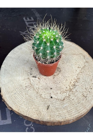 Echinopsis Eyriesii Kaktüs