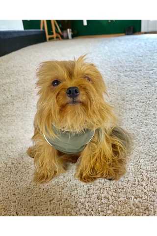 Kemique Cool Gray Atlet Köpek Kıyafeti Köpek Elbisesi