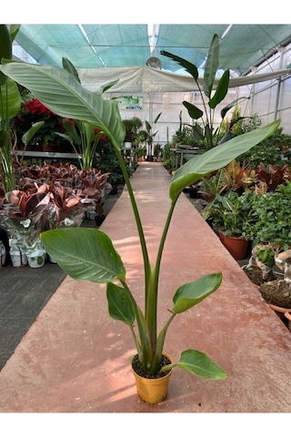 Starliçe Cennet Kuşu Strelitzia Nicolai 30-60 Cm