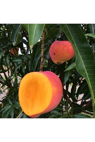 Kent Mango Fidanı 2 Yaş Aşılı, Tüplü, 60 70 Cm Lifsiz & Tatlı