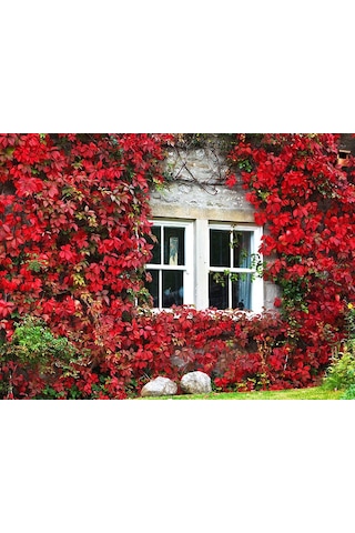 100 Adet Nadir Bulunan Kırmızı Orman Sarmaşık Tohumu Tohu