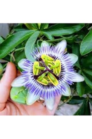 25 Adet Nadir Passiflora Çarkıfelek Çiçek Çiçeği Tohumu Saksı Top