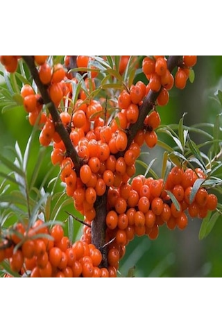 Tüplü Latince Hippophae Rhamnoides Yalancı Yabani İğde Fidanı