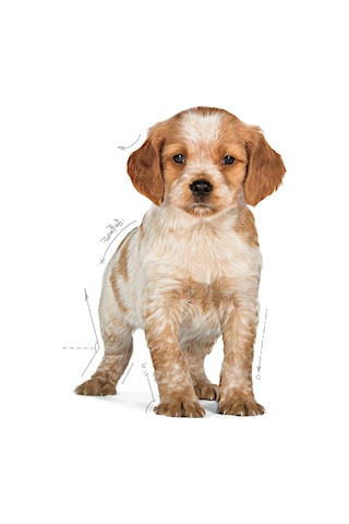 Royal Canin Medium Puppy Orta Irk Yavru Köpek Maması 15 KG