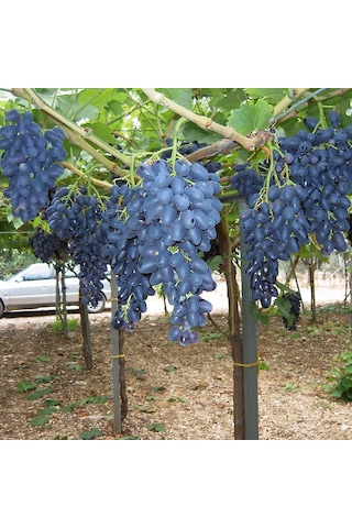 Çekirdeksiz Siyah Hatun Parmağı Cinsi Üzüm Fidanı