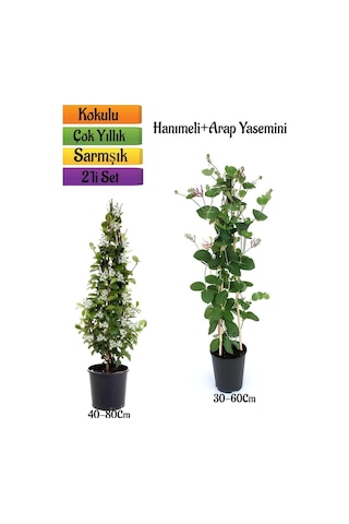 Mis Kokulu Arap Yasemin+kokulu Hanımeli Çiçeği Fidanı 2'li Bahçe Peyzaj Seti
