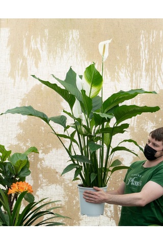 Barış Çiçeği Spathiphyllum 40cm