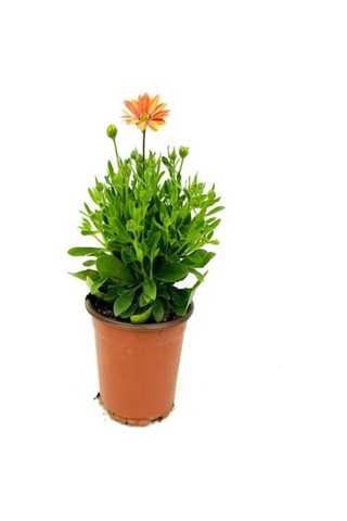 Turuncu 1 Adet Gazanya Çiçeği Saksılı 30-50cm Gazania Flower