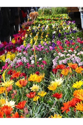 Thebestonline Karışık Renk 10 Adet Gazanya Koyun Gözü Çiçeği Fidanı 20-40cm Saksılı Gazania