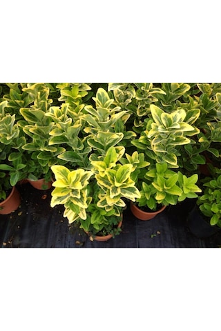 Gold Taflan 5 Adet - Sarı Çit Bitkisi