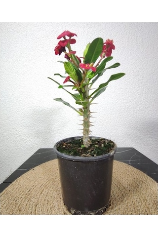 Efhorbia-dikenler Tacı Çiçeği Fidanı Kırmızı 10-20 Cm