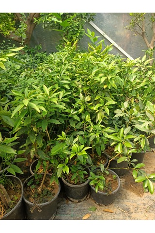 Kumkuat Fidanı Tüplü 40-60 Cm