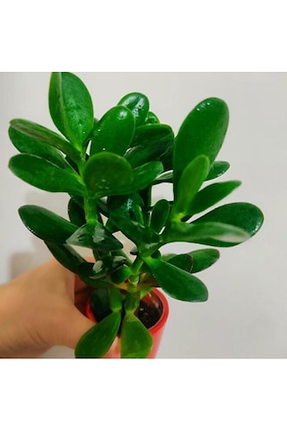 Para Çiçegi Sans Bıtkısı -bonsai Paraçiçeği Orta Boy Gövdeli 2
