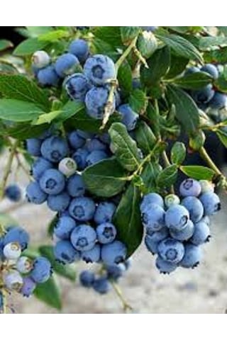 2 Adet Tüplü Yaban Mersini Vaccinium Corymbosum Fidanı - 2 Yaşı