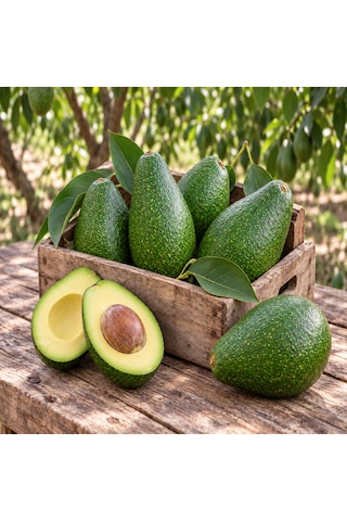 Avokado 24 Adet 250 Gr Üstü