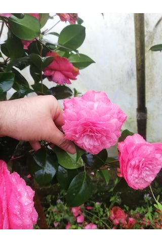 Kamelya Fidanı Pembe 50-80 Cm Tüplü