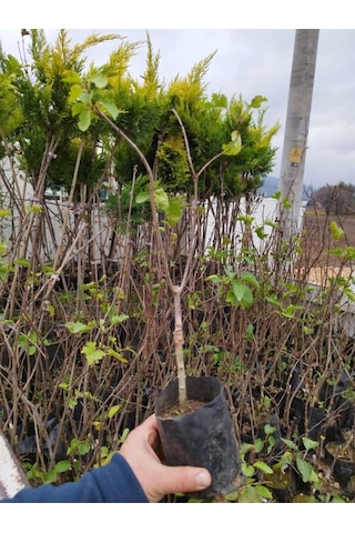 Videolu Hoş Kokulu Mor Renkli 1 Adet Leylak Ağacı Fidanı 40-80cm Tüplü Lilac Tree Sapling