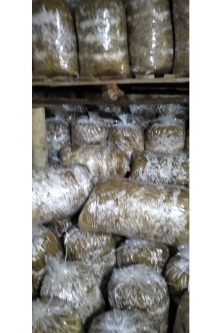 3 Adet 8 Lt 4 Kg Istiridye Mantarı Miseli Tohum Kompostu Mantar Vermeye Hazır Durumda