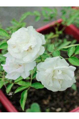 Videolu Chopin Gül Beyaz Renkli 40 60 Cm 1 Adet Saksılı Bahçe Güzeli Aşılı Gül White Rose