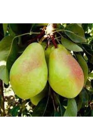Tüplü Fidan Santa Maria Armut Fidanı Tüplü Fidan Santa Maria Armut Fidanı