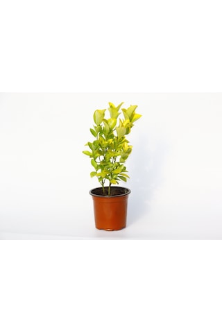 Gold Taflan Euonymus Japonica Aurea Sarı Çit Bitkisi 2 Li Dikim
