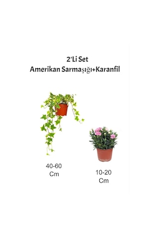 2'li Set Sarı Alacalı Hedera Helix Sarmaşığı Pembe Karanfil Fidanı Dış Mekan Bitkisi
