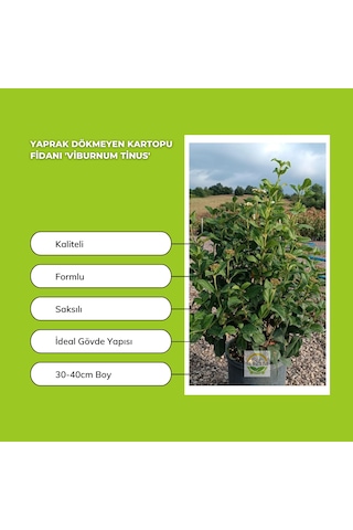 Yaprak Dökmeyen Kartopu Fidanı 'viburnum Tinus'