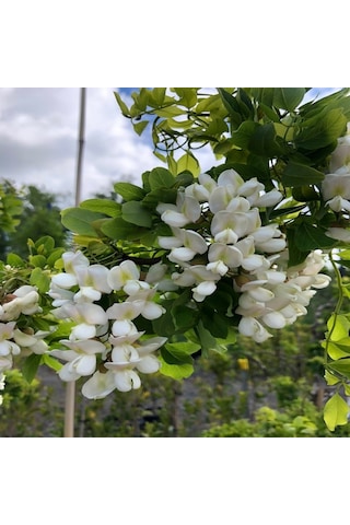 Tüplü Kokulu Beyaz Çiçekli Robinia Akasya Fidanı