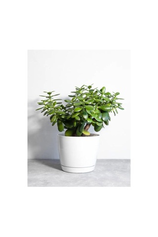 Para Çiçeği 20 40 Cm 1 Adet Saksılı İç Mekan Bitkisi Crassula Ovata