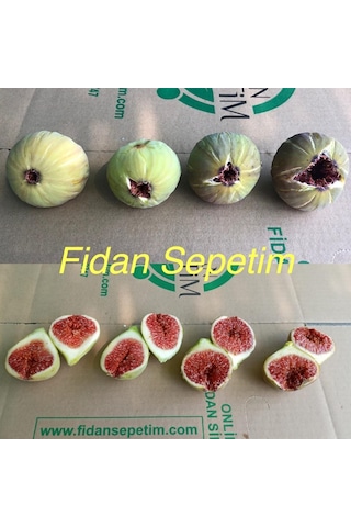 2 Yaş Kavak Incir Fidanı