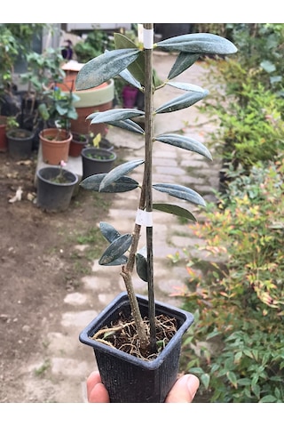 Arbequina Zeytin Fidanı