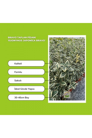 10 Adet Brovo Taflan Fidanı Paketi 'euonymus Japonica '