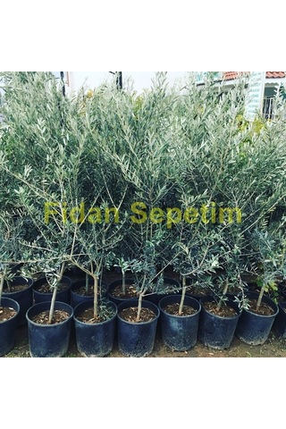 4 Yaş Gemlik Trilye Sofralık Zeytin Fidanı