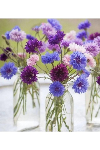 Tohum Dünyam 10 Adet Cornflower Mix Tohumu