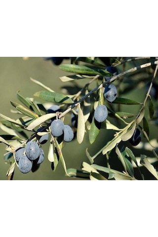 Fidan & Peyzaj - 3 Adet Gemlik Zeytin Fidanı (2 Yaş / Tüplü)