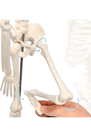 İnsan İskelet Modeli 45 Cm İnsan İskelet Maketi 01